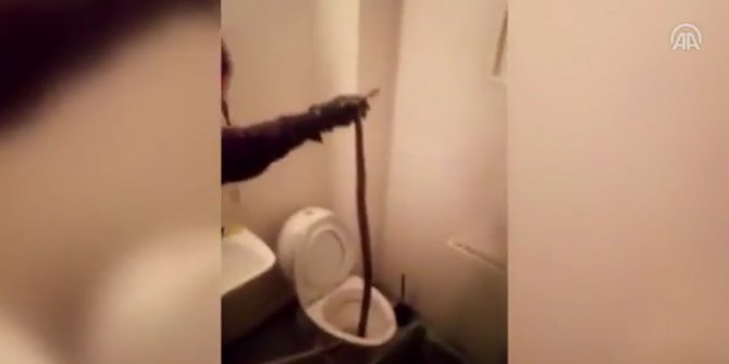 Evin tuvaletinden boa yılanı çıktı!