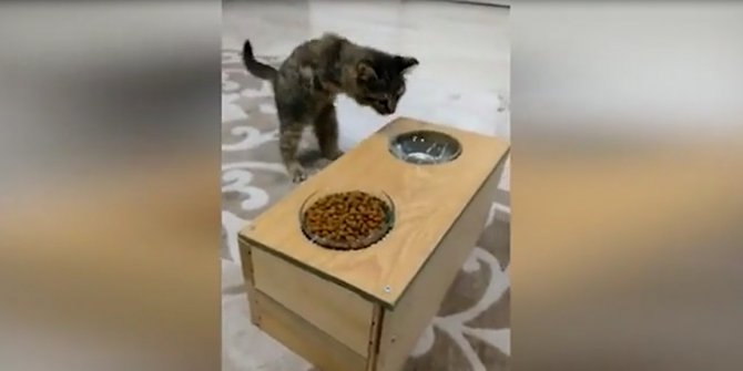 Kedisi için yaptı, anlatırken böyle duygulandı