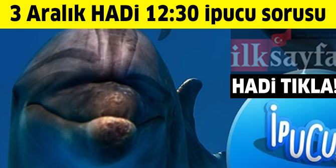 3 Aralık HADİ 12:30 ipucu: Dünyanın en yaygın yunus balığı türü nedir?​​​​​​​