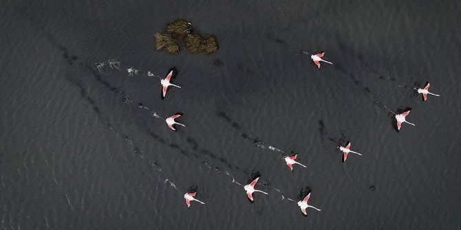 'Kuş oteli' rekor sayıda flamingo ağırlıyor