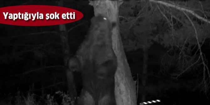 Ayıların sürekli aynı ağaçta kaşındıkları saptandı