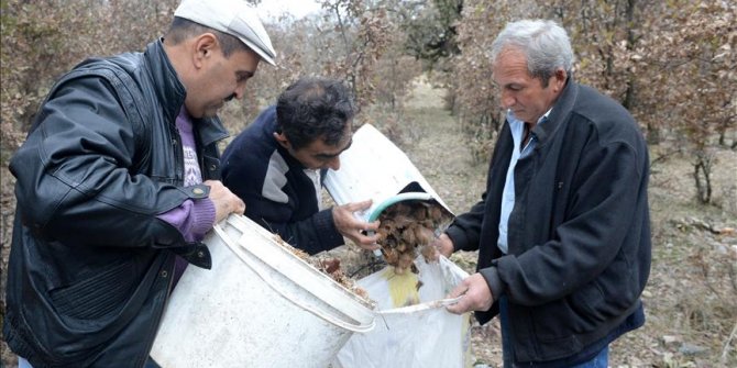 Muhtarın girişimi köylüye gelir kaynağı oldu
