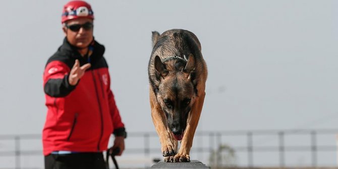 Hayat kurtaran köpekleri yetiştiriyor