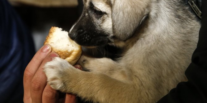 Köpek yavrularını donmaktan kurtardılar