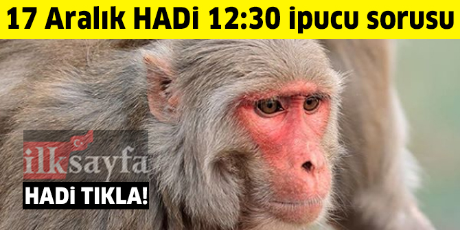 17 Aralık HADİ 12:30 ipucu: Kan grupları için kullanılan RH harfleri hangi hayvanın adının kısaltmasıdır?​​​​​​​