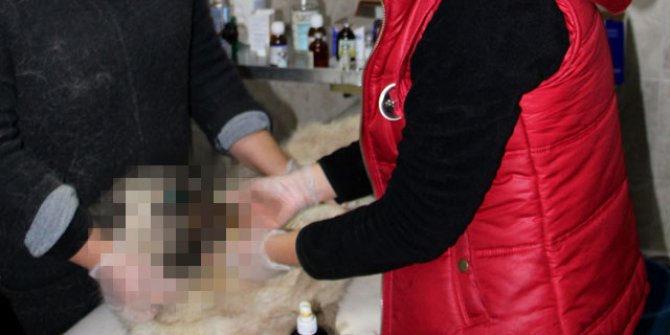 Köpeğin başına kezzap döküp, kulaklarını kesmişler