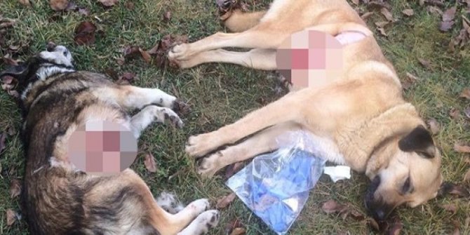 Başkent’te köpek katliamı: 8 sokak köpeği zehirlendi