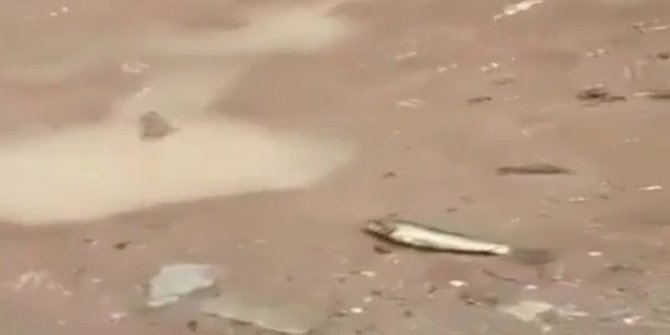 Hindistan'da kasırga sonrası gökten balık yağdı