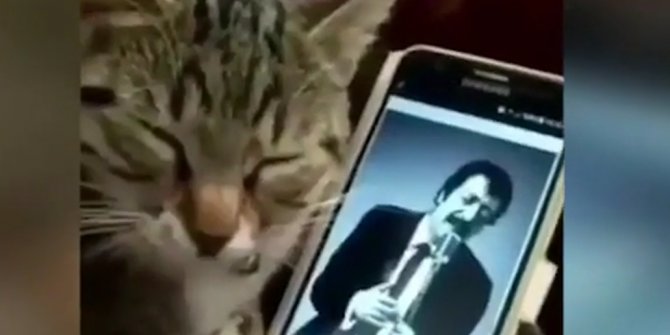 Müslüm Gürses dinleyen efkarlı kedi viral oldu