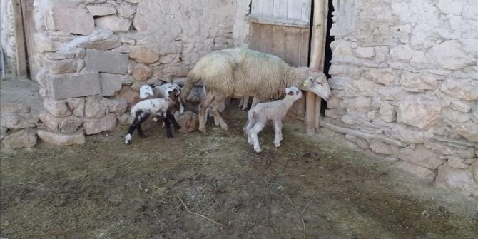 Konya'da bir koyun tek batında 5 kuzu doğurdu
