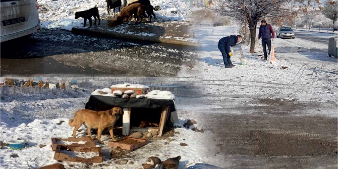 Keçiören'de sokak hayvanları için kuru mama