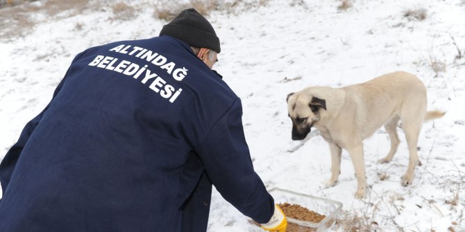 Altındağ Belediyesi sokak hayvanlarına sahip çıktı