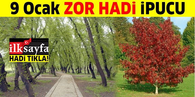 9 Ocak ZOR HADİ ipucu: Günlük ağacı hangi ağaçtır? Yağı kozmetik ve eczacılıkta kullanılan ağaç hangisidir? Sığla Ağacı'ndan elde edilen Sığla Yağı'nın faydaları nelerdir?
