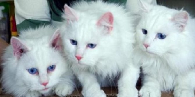 Ankara kedisi dünyada ne kadar tanınıyor? Ankara kedisinin nesli artıyor mu, azalıyor mu?