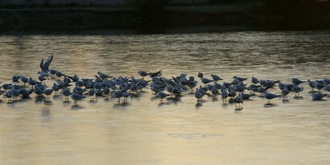 Kocaeli’de gölet buz tuttu