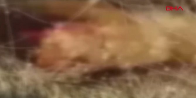 İstanbul'da vahşet! Arkadaşına gönderdiği video başını yaktı