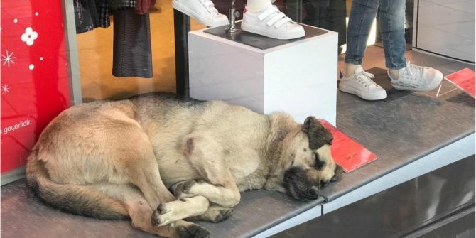 Uyumak için girdiği mağazanın vitrininde ilgi odağı oldu