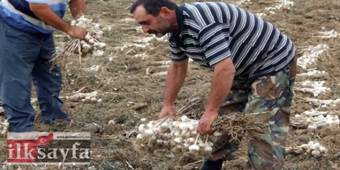 Sarımsak depresyon, tansiyon, virüs ve kansere karşı çok etkili