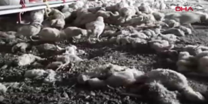 Durum içler acısı! Mersin'de 2 milyon civciv ölüme terk edildi