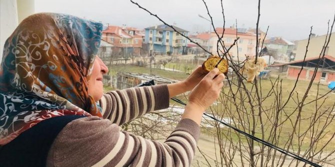Kuşlar için ağaç dallarına ekmek asıyor