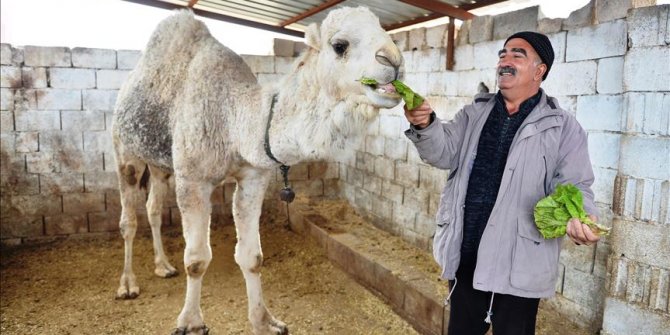 Develeriyle 'çocukları gibi' ilgileniyor
