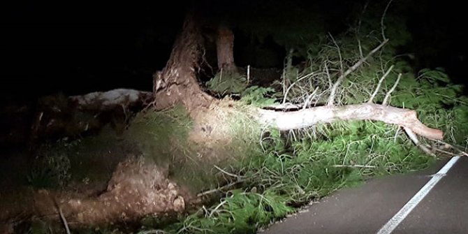 Fırtına ağaçları devirdi, seralara zarar verdi