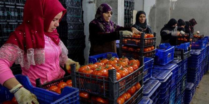 Antalya'dan tanzim satış noktalarına 3 günde bin ton sebze gönderildi