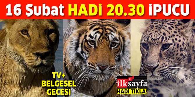 16 Şubat HADİ 20.30 ipucu: Büyük kedilerin en büyüğü hangisi? TV+ Belgesel Gecesi ipucu sorusu cevabı
