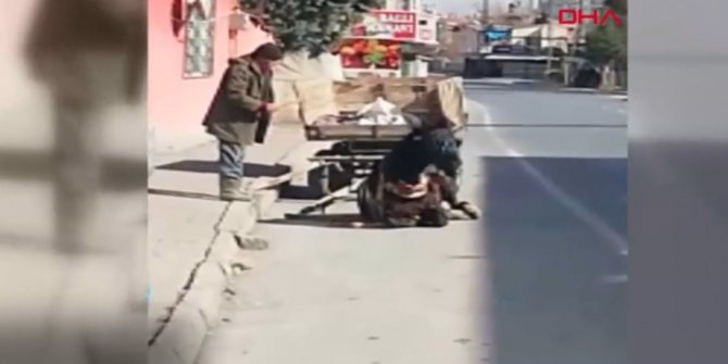 Vicdansızlık! Yorgun düşen atını kırbaçladı, tekmeledi