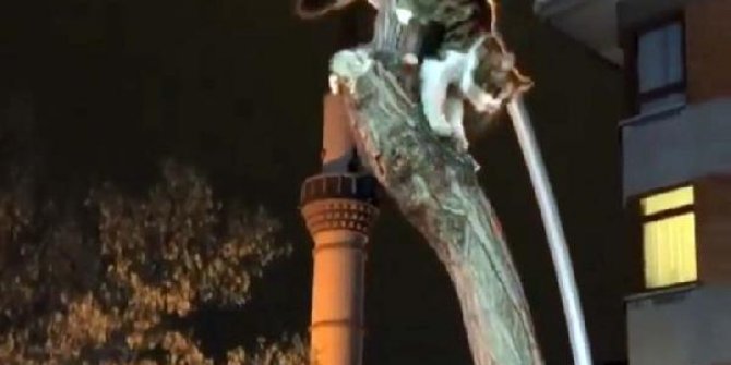 Ağaçta mahsur kalan kedi için seferber oldular