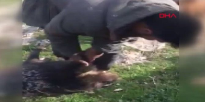 Nesli tükenmekte olan oklu kirpiyi telef edenler yakalandı