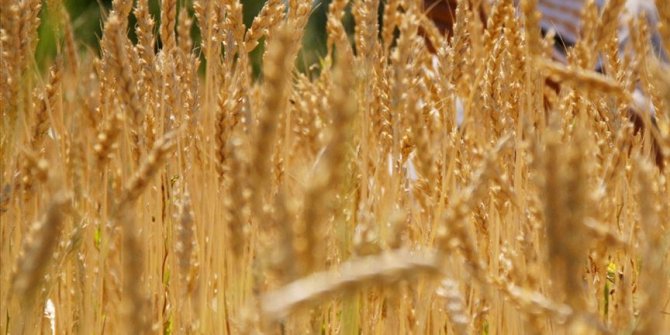 Buğday ve arpa fiyatında çiftçiye müjde