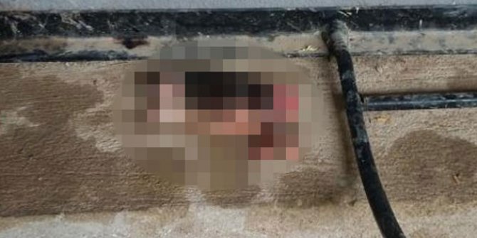 5 günlük kedileri, başlarını ve patilerini keserek öldürdüler