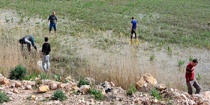 Duyan oraya koştu: Milyonlarca balık kıyıya vurdu