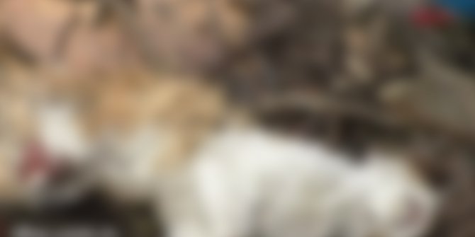 Tam bir vahşet: Bolu'da bulundu bunu yapan insan olamaz