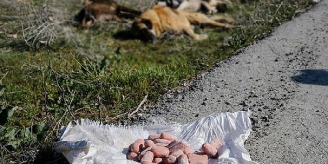 Ankara'da yine aynı vahşet: Köpeklere bu kez Çankaya'da...