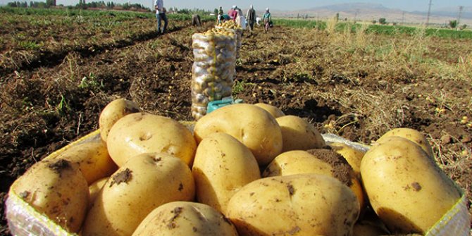 Patates ekimine yöneldiler