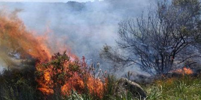 Kokutan yangın: 6 dönümlük alan zarar gördü