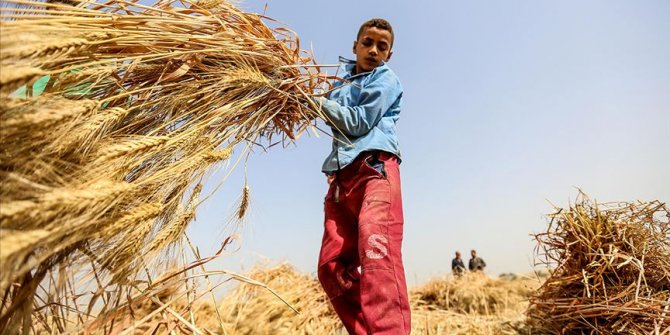 En fazla çocuk işçi tarım sektöründe