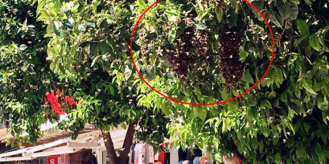 Kuşadası'nda tedirgin eden görüntü: Kimse yaklaştırılmadı...