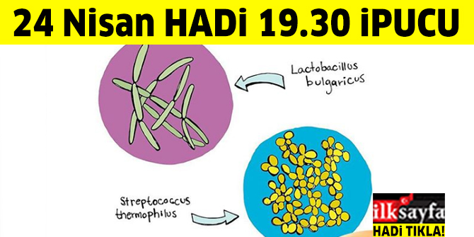 24 Nisan 19.30 Ailece HADİ ipucu: Çürüme veya mayalanma işlemine ne ad verilir? Sütün yoğurda dönüştürülmesi işlemine ne denir?