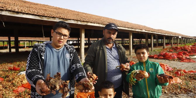 Polatlı'da tonlarca çürümüş soğan atıldı