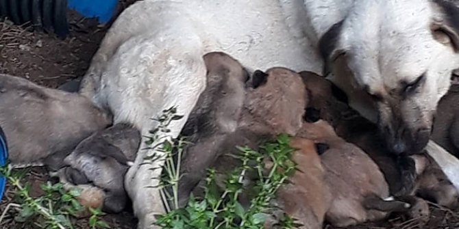 Erdek'te zehirli et verilen köpek ile 3 yavrusu ve 3 kedi öldü