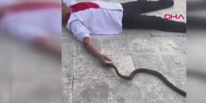 Yine yaptı yapacağını: Yılana ısırtıp, baygınlık geçirdi