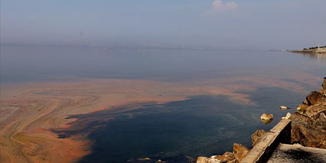 Planktonların çoğalmasıyla deniz kıyısı renklendi