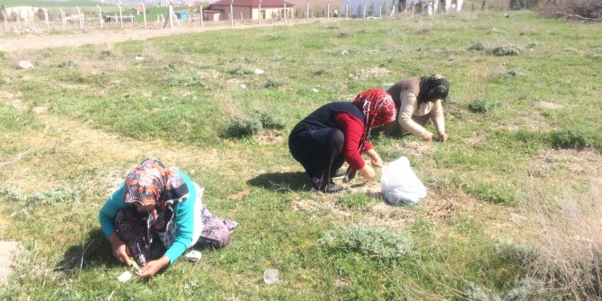 Madımak otunun faydaları nelerdir? Madımak otunun kilosu kaç lira?