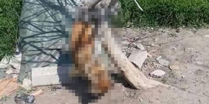 Edirne'de vahşet: Ağaca asılmış halde bulundu