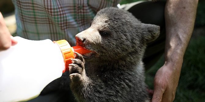 'Yogi' korumaya alındı