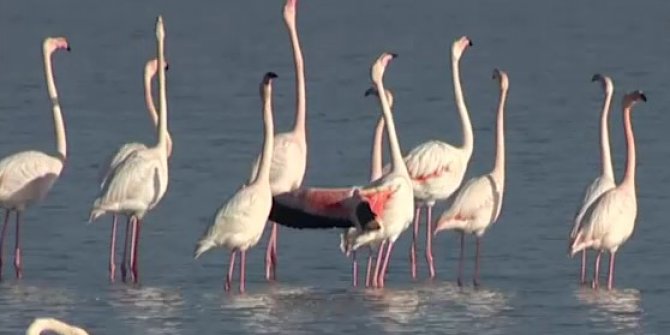 20 bin flamingo kuluçkaya yattı