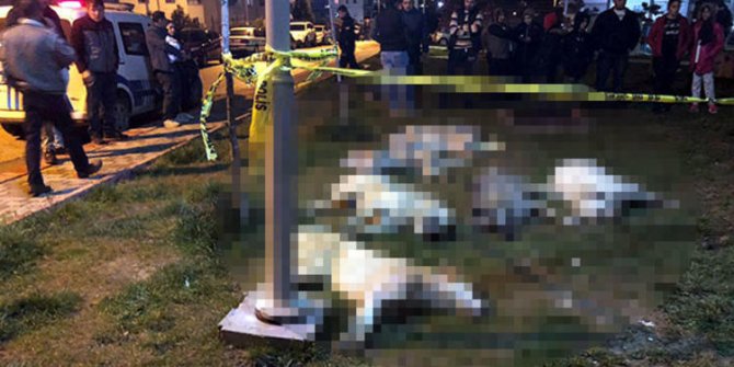 Ankara'daki köpek katliamında istenen cezalar belli oldu